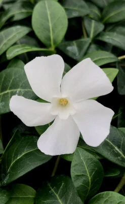 White Evergreen Periwinkle (Vinca Minor 'Alba') - 10 Pack Of Pint Pots 14 White Evergreen Periwinkle (Vinca Minor 'Alba') - 10 Pack Of Pint Pots -Wilson Bros Gardens vinca minor alba white evergreen periwinkle 1 1