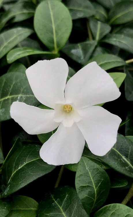 White Evergreen Periwinkle (Vinca Minor 'Alba') - 6 Pack Of Pint Pots 7 White Evergreen Periwinkle (Vinca Minor 'Alba') - 6 Pack Of Pint Pots - Image 7