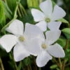 White Evergreen Periwinkle (Vinca Minor 'Alba') - 10 Pack Of Pint Pots