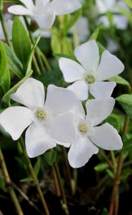 White Evergreen Periwinkle (Vinca Minor 'Alba') - 6 Pack Of Pint Pots 1 White Evergreen Periwinkle (Vinca Minor 'Alba') - 6 Pack Of Pint Pots