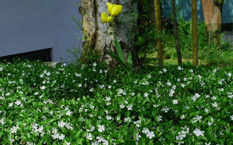 White Evergreen Periwinkle (Vinca Minor 'Alba') - 10 Pack Of Pint Pots 5 White Evergreen Periwinkle (Vinca Minor 'Alba') - 10 Pack Of Pint Pots - Image 5