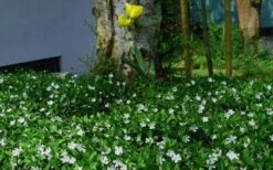 White Evergreen Periwinkle (Vinca Minor 'Alba') - 6 Pack Of Pint Pots 12 White Evergreen Periwinkle (Vinca Minor 'Alba') - 6 Pack Of Pint Pots -Wilson Bros Gardens vinca minor alba white evergreen periwinkle 6 2