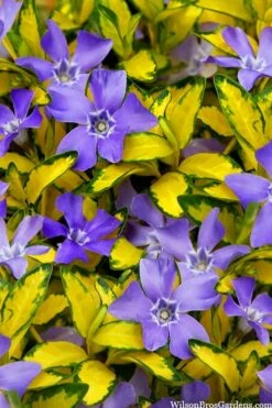Illumination Variegated Periwinkle (Vinca Minor) - 5 Pack Of Pint Pots -Wilson Bros Gardens vinca minor illumination 10 2