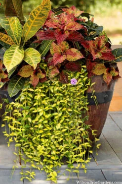 Illumination Variegated Periwinkle (Vinca Minor) - 18 Pack Of Pint Pots 9 Illumination Variegated Periwinkle (Vinca Minor) - 18 Pack Of Pint Pots -Wilson Bros Gardens vinca minor illumination 7 1