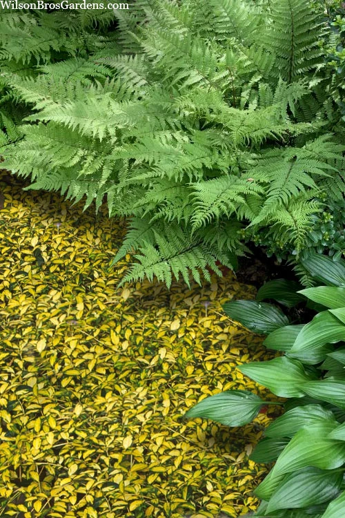 Illumination Variegated Periwinkle (Vinca Minor) - 18 Pack Of Pint Pots 5 Illumination Variegated Periwinkle (Vinca Minor) - 18 Pack Of Pint Pots - Image 5