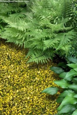 Illumination Variegated Periwinkle (Vinca Minor) - 5 Pack Of Pint Pots -Wilson Bros Gardens vinca minor illumination 8 2