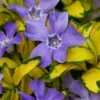 Illumination Variegated Periwinkle (Vinca Minor) - 5 Pack Of Pint Pots