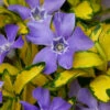 Illumination Variegated Periwinkle (Vinca Minor) - 5 Pack Of Pint Pots