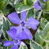 Ralph Shugert Variegated Periwinkle - Vinca Minor - 5 Pack Of Pint Pots