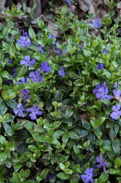 Ralph Shugert Variegated Periwinkle - Vinca Minor - 5 Pack Of Pint Pots -Wilson Bros Gardens vinca minor ralph shugert variegated evergreen periwinkle 4