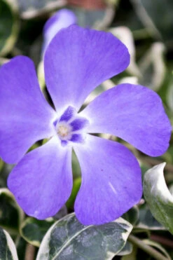 Ralph Shugert Variegated Periwinkle (Vinca Minor) - 10 Pack Of Pint Pots -Wilson Bros Gardens vinca minor ralph shugert variegated evergreen periwinkle 6 1