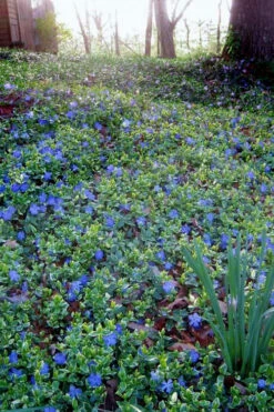 Ralph Shugert Variegated Periwinkle - Vinca Minor - 5 Pack Of Pint Pots -Wilson Bros Gardens vinca minor ralph shugert variegated evergreen periwinkle 7
