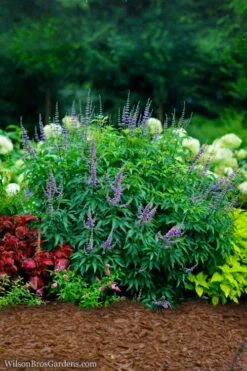 Blue Diddley Dwarf Chaste Tree (Vitex Agnus-castus) - 1 Gallon Pot 10 Blue Diddley Dwarf Chaste Tree (Vitex Agnus-castus) - 1 Gallon Pot -Wilson Bros Gardens vitex agnus castus blue diddley 22