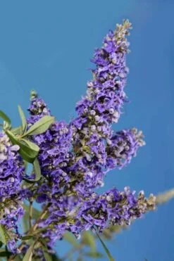 Delta Blues Chaste Tree (Vitex) - 3 Gallon Pot -Wilson Bros Gardens vitex agnus castus delta blues 22 1