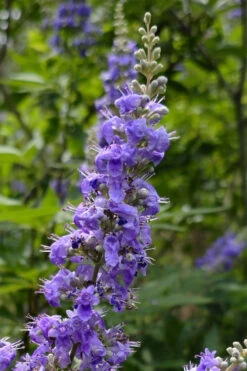 Queen Bee Chaste Tree (Vitex) - 3 Gallon Pot -Wilson Bros Gardens vitex agnus castus queen bee chaste tree 4