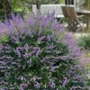 Queen Bee Chaste Tree (Vitex) - 3 Gallon Pot