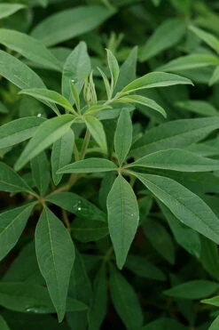 Queen Bee Chaste Tree (Vitex) - 3 Gallon Pot -Wilson Bros Gardens vitex agnus castus queen bee chaste tree 7