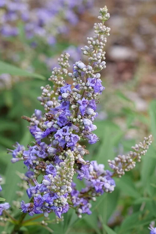 Rock Steady Chaste Tree (Vitex) - 3 Gallon Pot 4 Rock Steady Chaste Tree (Vitex) - 3 Gallon Pot - Image 4