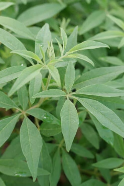 Rock Steady Chaste Tree (Vitex) - 3 Gallon Pot 9 Rock Steady Chaste Tree (Vitex) - 3 Gallon Pot -Wilson Bros Gardens vitex agnus castus rock steady chastetree 2