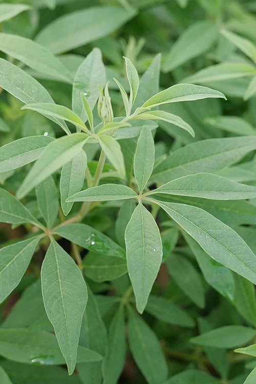 Rock Steady Chaste Tree (Vitex) - 3 Gallon Pot 5 Rock Steady Chaste Tree (Vitex) - 3 Gallon Pot - Image 5