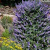 Rock Steady Chaste Tree (Vitex) - 3 Gallon Pot