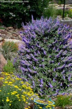 Rock Steady Chaste Tree (Vitex) - 3 Gallon Pot
