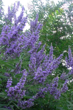 Shoal Creek Blue Chaste Tree (Vitex) - 7 Gallon Pot (3-4') -Wilson Bros Gardens vitex agnus castus shoal creek chaste tree 103
