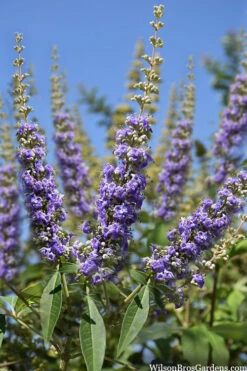 Summertime Blues Chaste Tree(Vitex) - 7 Gallon Pot -Wilson Bros Gardens vitex agnus castus summettime blues chaste tree 10