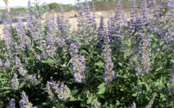 Summertime Blues Chaste Tree(Vitex) - 7 Gallon Pot -Wilson Bros Gardens vitex agnus castus summettime blues chaste tree 5