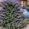 Summertime Blues Chaste Tree(Vitex) - 7 Gallon Pot