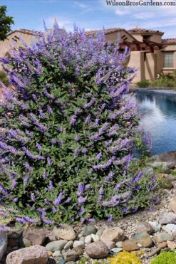 Summertime Blues Chaste Tree(Vitex) - 7 Gallon Pot