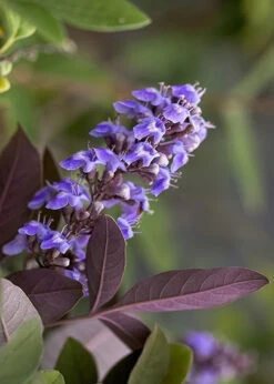Flip Side Chaste Tree (Vitex) - 3 Gallon Pot