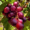 Ruby Crisp Muscadine Grape Vine - 1 Gallon Pot