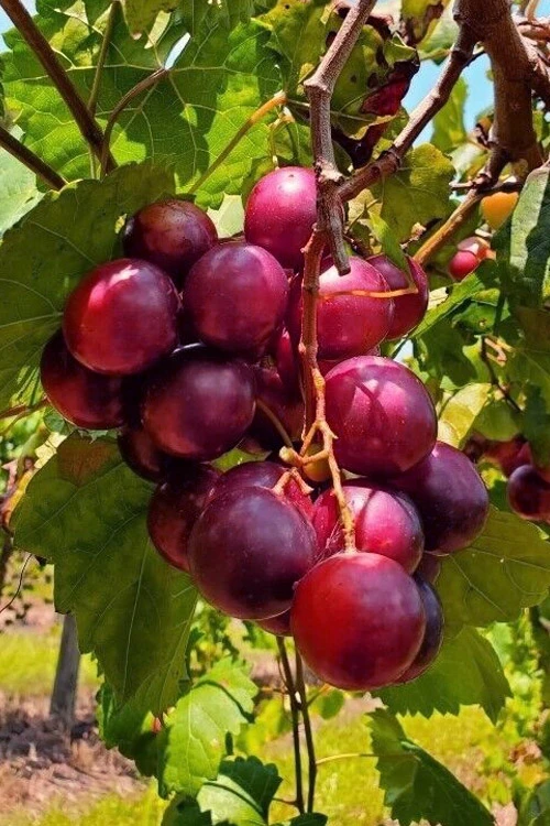 Ruby Crisp Muscadine Grape Vine - 1 Gallon Pot 1 Ruby Crisp Muscadine Grape Vine - 1 Gallon Pot