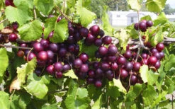 Ruby Crisp Muscadine Grape Vine - 1 Gallon Pot 7 Ruby Crisp Muscadine Grape Vine - 1 Gallon Pot -Wilson Bros Gardens vitis rotundifolia ruby crisp muscadine vine 2