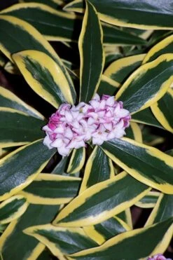 Marianni Variegated Pink Winter Daphne - 2 Gallon Pot -Wilson Bros Gardens winter daphne marianni 3