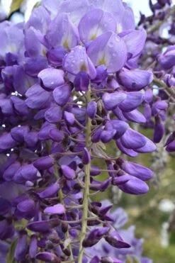 Okayama Silky Wisteria Vine - 3 Gallon Pot -Wilson Bros Gardens wisteria brachybrotrys okayama silky wisteria vine 1
