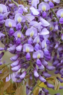 Okayama Silky Wisteria Vine - 3 Gallon Pot -Wilson Bros Gardens wisteria brachybrotrys okayama silky wisteria vine 4