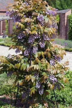 Okayama Silky Wisteria Vine - 3 Gallon Pot -Wilson Bros Gardens wisteria brachybrotrys okayama silky wisteria vine 7 1