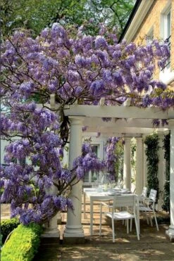 Okayama Silky Wisteria Vine - 3 Gallon Pot -Wilson Bros Gardens wisteria brachybrotrys okayama silky wisteria vine 9