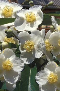 Hybrid Ben Franklin Tree (Schimlinia) - 3 Gallon Pot