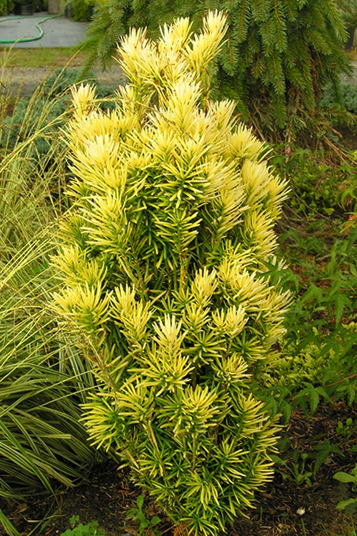 Korean Gold Plum Yew (Cephalotaxus) - 3 Gallon Pot 5 Korean Gold Plum Yew (Cephalotaxus) - 3 Gallon Pot - Image 5