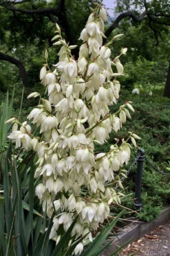 Adam's Thread & Needle Yucca - 1 Gallon Pot 7 Adam's Thread & Needle Yucca - 1 Gallon Pot -Wilson Bros Gardens yucca filamentosa adams needle 1