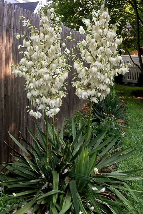 Adam's Thread & Needle Yucca - 1 Gallon Pot 1 Adam's Thread & Needle Yucca - 1 Gallon Pot