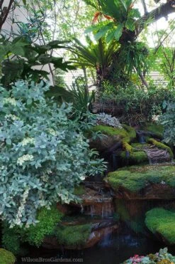 Woodlanders Blue Dusty Zenobia (Honeycup) - 3 Gallon Pot -Wilson Bros Gardens zenobia woodlanders blue 25 1